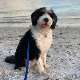 Loki - Bernedoodle