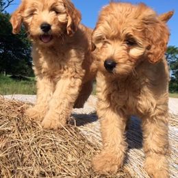Goldendoodle Puppies from MidCoast Doodles (formerly Marriottsville Ridge Farm)