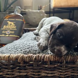 German Shorthaired Pointer Puppies from Bequest German Shorthaired Pointers