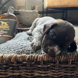 German Shorthaired Pointer Puppies from Bequest German Shorthaired Pointers