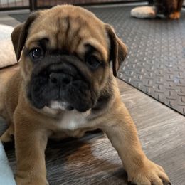 Girl 5 - Red Bulldog puppy in Macomb, Michigan from London's Bears English Bulldogs