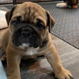 Girl 5 - Red Bulldog puppy in Macomb, Michigan from London's Bears English Bulldogs