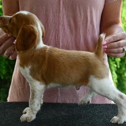 Tucker - Orange roan male Brittany puppy in Hollidaysburg, Pennsylvania from Royal Flush Farms