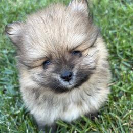 Dante - Wolf sable male Pomeranian puppy in Ladera Ranch, California from Tinkerpoms