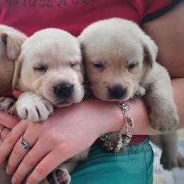 Labrador Retriever Puppies from AZ Kennels LLC