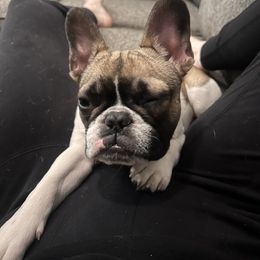 Dixie - White and brindle French Bulldog puppy in Kingston, Massachusetts from Fendi Frenchies