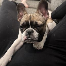 Dixie - White and brindle French Bulldog puppy in Kingston, Massachusetts from Fendi Frenchies
