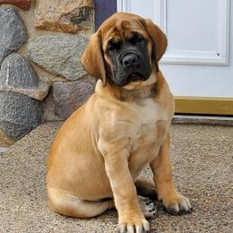 Mastiffs from Lakeside Mastiffs of Minnesota
