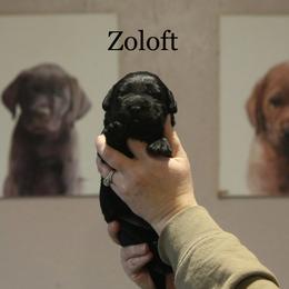 Zoloft - Black female Labrador Retriever puppy in South Lyon, Michigan from Matoskah Meadows Labradors