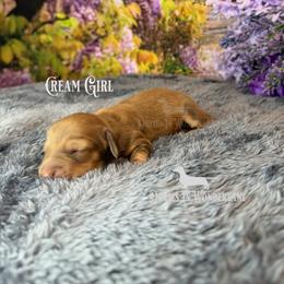 Chocolate Cream - Cream female Dachshund puppy in Rainier, Oregon from Doxies in Wonderland