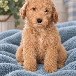 Ares - Apricot male Goldendoodle puppy in Milton, Florida from Sutton Place Doodles