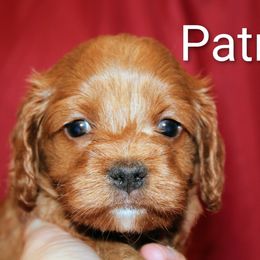 Patricia - Red female Cockapoo puppy in Perry, Arkansas from Parker's Cockapoos