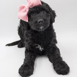Sugar - Pink Collar - Black female Bernedoodle puppy in Lehi, Utah from Our Little Farm Life Doodles