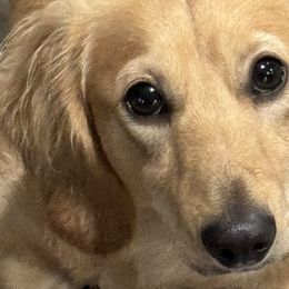 Dachshunds and Shichons from J & C Puppies