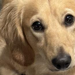 Dachshunds and Shichons from J & C Puppies