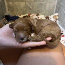 Girl 1 - Brown Cavapoo puppy in Bowling Green, Kentucky from Elway’s Cavapoo’s