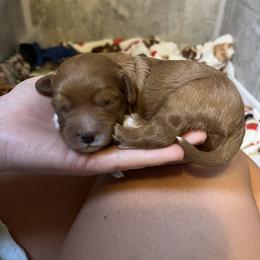 Girl 1 - Brown Cavapoo puppy in Bowling Green, Kentucky from Elway’s Cavapoo’s