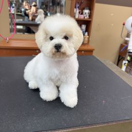 Boy 3 - White male Bichon Frise puppy in Lake Elsinore, California from Amber's Bichon Frise and Poodles