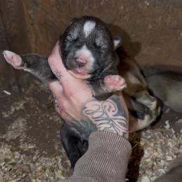 Girl 1 - Agouti and white female Siberian Husky puppy in Iron River, Wisconsin from Wiemeri Siberians