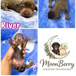River Blue-Tan Female - Blue and tan female Dachshund puppy in Tecumseh, Oklahoma from MoonBerry Miniature Dachshunds