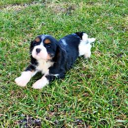 Cavalier King Charles Spaniel Puppies from Puppyloversplace