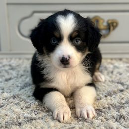 Miniature American Shepherds and Miniature Australian Shepherds from East to Western Aussies
