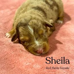 Sheila - Red merle female Australian Shepherd puppy in Columbia, Kentucky from Caywood Aussies