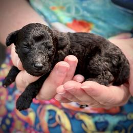 Boba - Silver male Poodle puppy in Marsing, Idaho from Araceli Toy Poodles