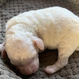 Ziggy - Parti male Goldendoodle puppy in Haddam, Kansas from Golden B Acres