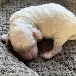 Ziggy - Parti male Goldendoodle puppy in Haddam, Kansas from Golden B Acres