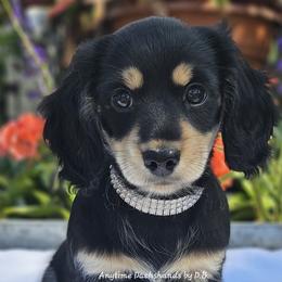 SammyJo - Black and cream female Dachshund puppy in Ben Wheeler, Texas from Anytime Dachshunds by D.B.
