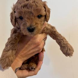 Bodhi - Red male Cavapoo puppy in Sedona, Arizona from Sedona Ranch Microdoodles