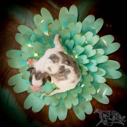 Silken Windhound Puppies from Silken Agents of CSBeck