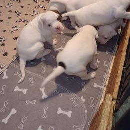 American Bulldog Puppies from Slayton's American Bulldogs