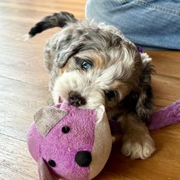 Amethyst - Tri-color female Bernedoodle puppy in Roy, Utah from Doodles are Amazing