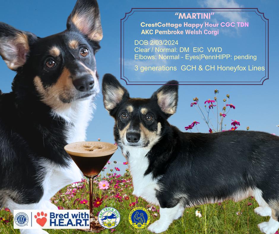 CrestCottage Happy Hour CGC, TDN - Martini