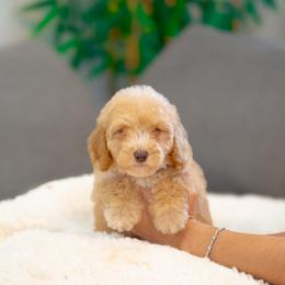 Bobble - Apricot male Goldendoodle puppy in Fort Myers, Florida from Corgis & Doodles