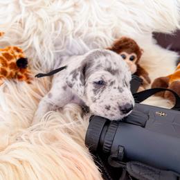 Iceman - Merle male Great Dane puppy in Climax, Michigan from Beaver Creek Danes