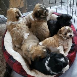 Havanese Puppies from Willow Springs Havanese