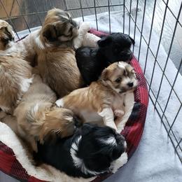Havanese Puppies from Willow Springs Havanese