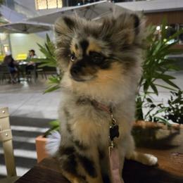 Pomeranian All Grown Up from Ruby's Sky's Kennels Pomeranian's