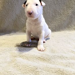 Male 5 - White male Bull Terrier puppy in Trussville, Alabama from Alabama Bull Terriers