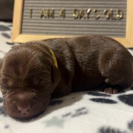 Penny Lane, yellow collar - Chocolate female Labrador Retriever puppy in Longmont, Colorado from Cornwell Labradors
