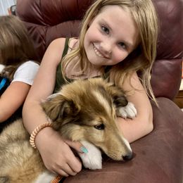 Collie Puppies from Little Apple Collies, Dazey, ND