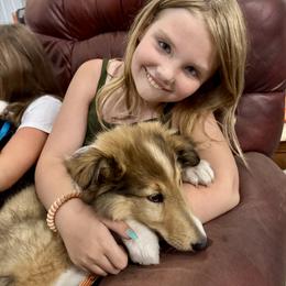 Collie Puppies from Little Apple Collies, Dazey, ND