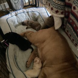 Chinese Shar-Pei Puppies from Dragons Shar-Pei