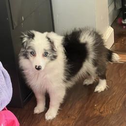 Pomsky, Rottweiler, Shetland Sheepdog, and Toy Shetland Sheepdog Puppies from Mountain High Kennels