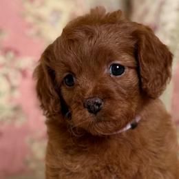 Nova- purple collar - Red female Cavapoo puppy in Beckley, West Virginia from By Design Doodles