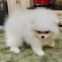 Nova - White female Pomeranian puppy in Hillsdale, Michigan from Kathy's K9 Cuties