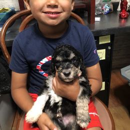 Pyredoodle and Sheepadoodle Puppies from Davis Family Doodles